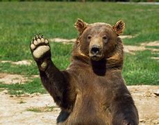 Image result for Funny Bear