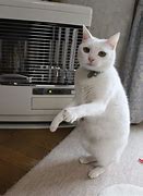 Image result for Happy Dance Cat Meme