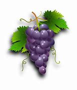 Image result for Grape Orchard