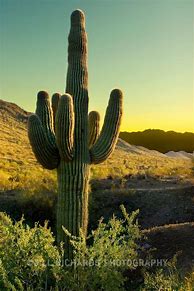 Image result for Saguaro Cactus in Arizona Desert