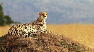 Image result for Masai Mara Kenya Wildlife