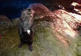 Image result for Sea Otter Pockets