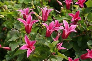 Image result for Clematis texensis Princess Diana