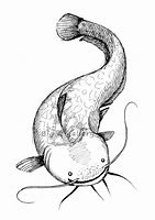 Image result for Drawings of Catfish