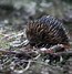 Image result for Echidna Diet