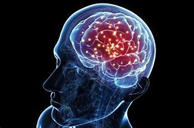 Image result for Human Brain Activity