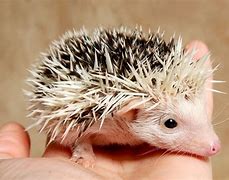 Image result for Baby Hedgehog Hoglet