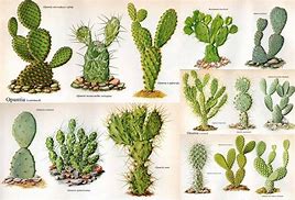 Image result for Crecimientos En Cactaceas