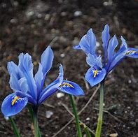 Image result for Iris reticulata Alida