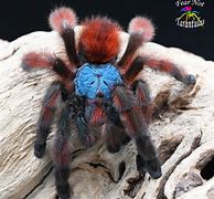 Image result for Antilles Pinktoe Tarantula