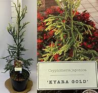 Image result for Cryptomeria japonica Kyara Gold