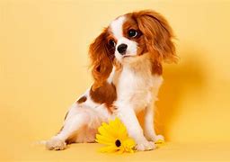 Image result for Small Dogs Boo