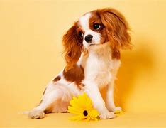 Image result for Cute Dog Pictures