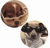 Image result for Funny Dog Matching PFP