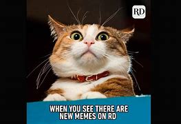 Image result for Animal Memes Funny Joke