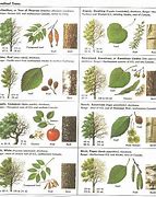 Image result for Wild Apple Tree Leaves