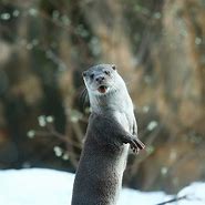 Image result for Otter Poses