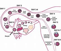 Image result for Biology Human Reproduction