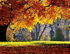 Image result for Cool Fall Backgrounds