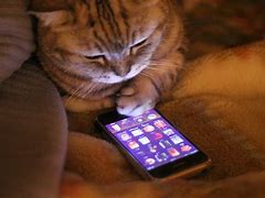 Image result for Cat Seeing Phone Meme
