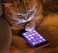 Image result for Cat Using Cell Phone Meme