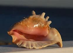 Image result for conchsl