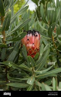 Image result for Exotic South African Plants List