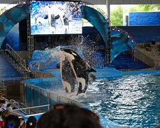 Image result for seaworld san antonio