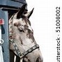 Image result for Black N White Photography Horse
