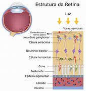 Image result for Retina Del Ojo