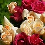 Image result for Rose Wallpaper for Computer Screen