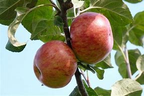 Image result for Malus domestica Rode Jonathan