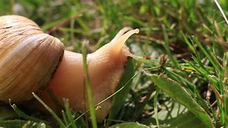 Image result for African Land Snails in Florida