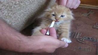 Image result for Cat Smoking Cigarrete