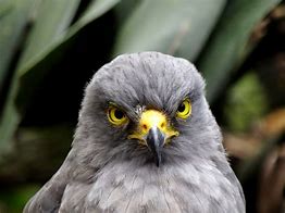 Image result for Buteo magnirostris