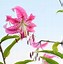 Image result for Lilium speciosum Uchida