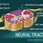Image result for Neuron Pic