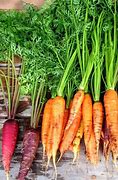 Image result for Carrot Fruit or Vegetable