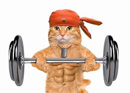 Image result for Cat Muscles Funny