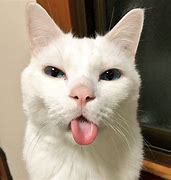 Image result for Funny Cat Profile Pics