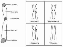 Image result for Chromosome Shape