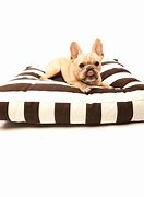 Image result for Best Gel Dog Beds Cool