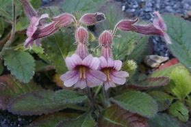 Image result for Rehmannia henryi