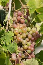 Image result for Vitis Muscat Hamburg