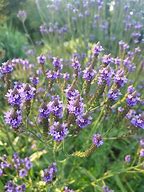 Image result for Verbena macdougalii Lavender Spires