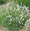 Image result for Lavandula augustifolia Edelweiss