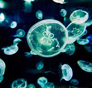 Image result for Osaka Aquarium Jellyfish