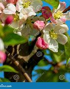 Image result for Lodi Apple Tree