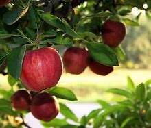 Image result for Mountain Apple Tree