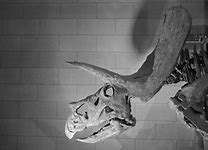 Image result for Undead Triceratops